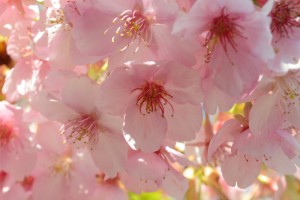 20160316カワヅザクラ　河津桜が満開です (2)